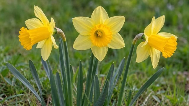 Daffodil, a March birth flower