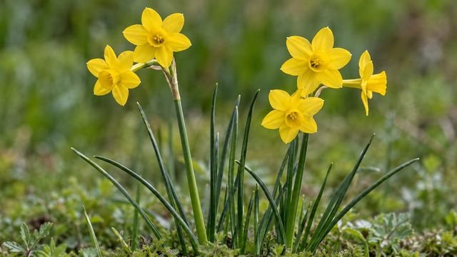 Jonquil, a March birth flower