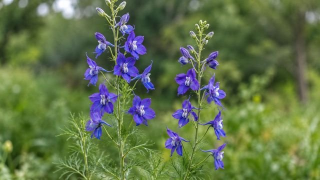 Larkspur, a July birth flower