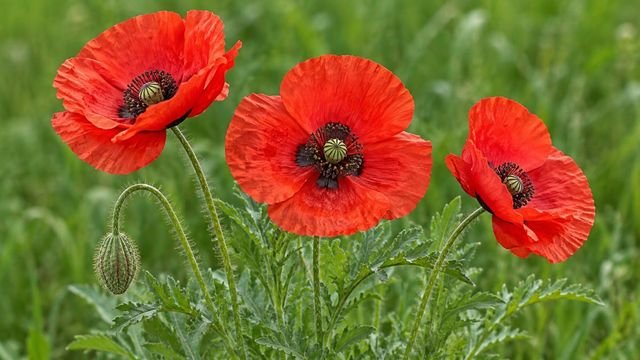 Poppy, a August birth flower
