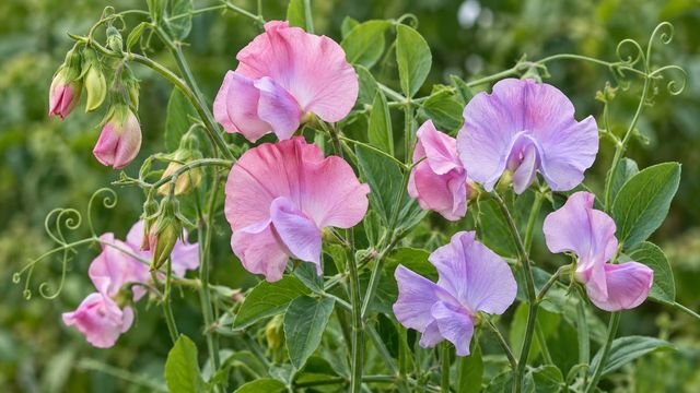 Sweet Pea, a April birth flower