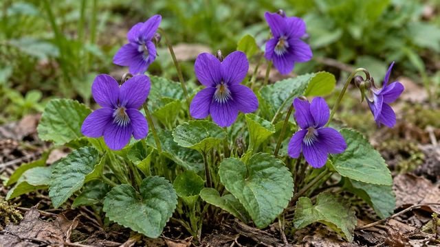 Violet, a February birth flower